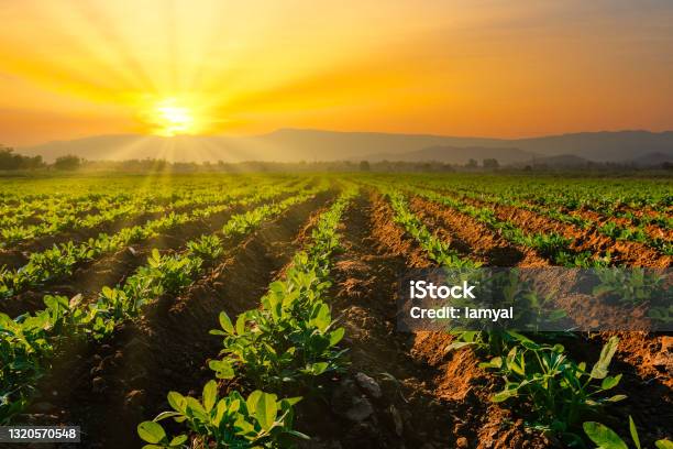 Peanuts Plantation In Countryside Thailand Near Mountain Stock Photo - Download Image Now