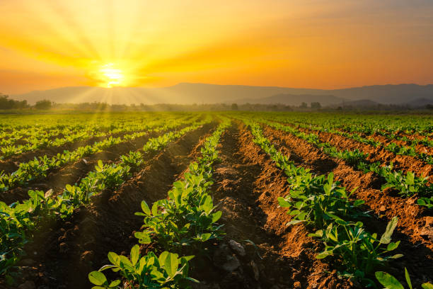 peanuts plantation in countryside thailand near mountain - crop imagens e fotografias de stock