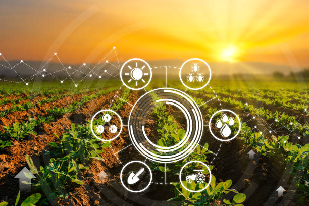 peanuts plantation at evening with sunshine with graphic smart technology concepts