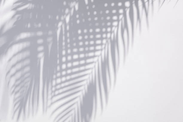 istock shadow leaves in wind overlay on a white wall background 1320570558
