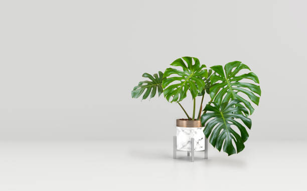 istock Monstera tree in White Marble plant pots isolated on white background 1320570601