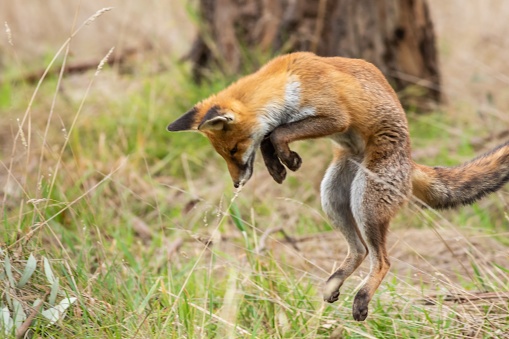 A fox pouncing on its prey