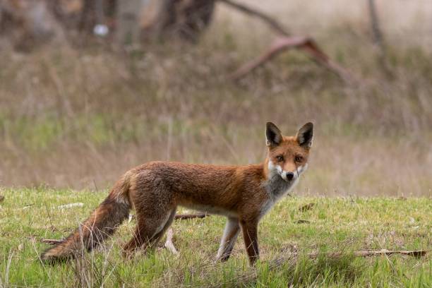 Fox Fox red fox photos stock pictures, royalty-free photos & images