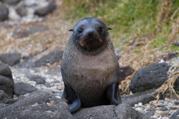 Australian Fur Seal pup