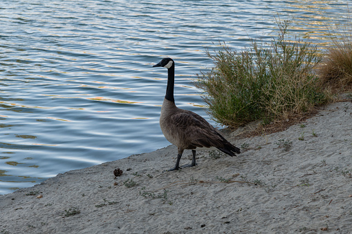 Canada goose close-up in Palm Desert, Southern California