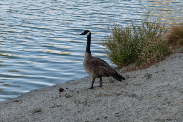 Canada goose close-up in Palm Desert, Southern California Canada goose close-up in Palm Desert, Southern California palm desert pool stock pictures, royalty-free photos & images