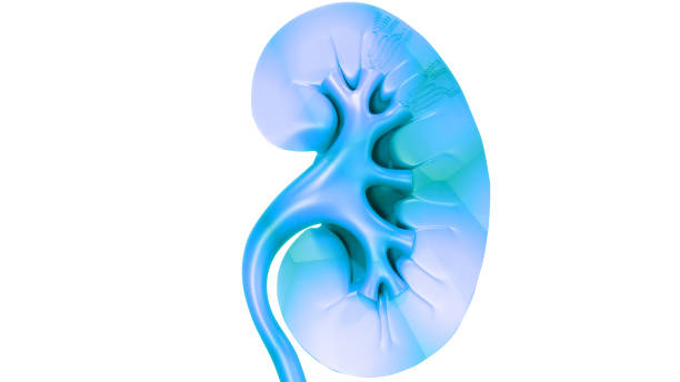 istock Human Urinary System Kidney Anatomy 1320574624