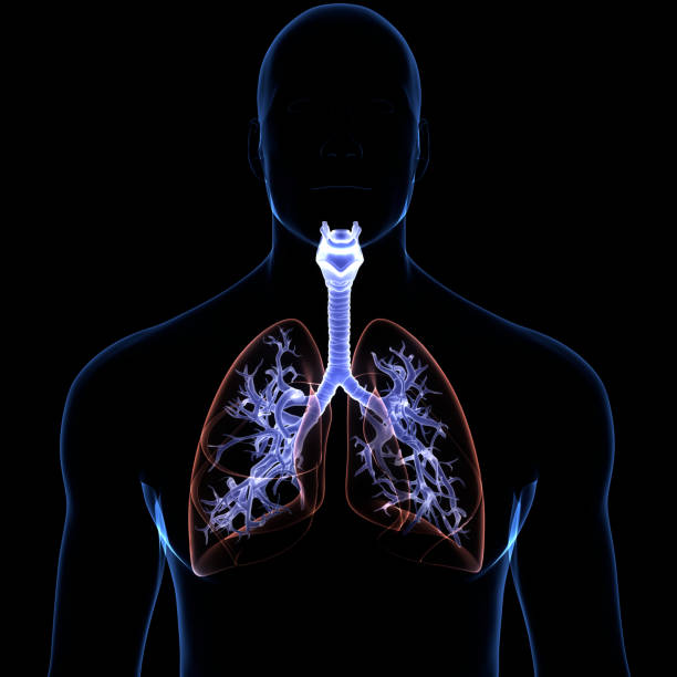 istock Human Respiratory System Lungs Anatomy 1320574807