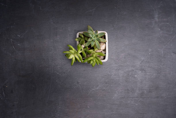 Black chalkboard background with small succulent plant pot. (Sedum). Centered.