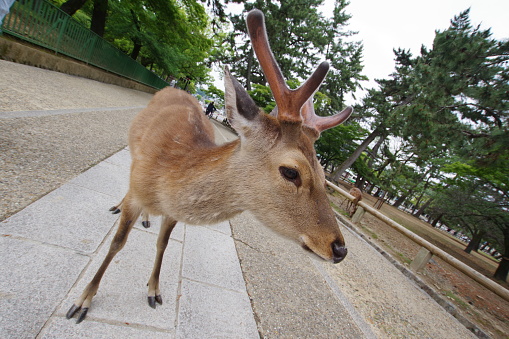 Nara,Japan May 7, 2021:This is a Park in Japan. Many deer live freely in the park. The deer is said to be the priest and is designated as a national natural monument. Deer live as wild animals, and the number is about 1200. (Around mid-June every year, about 200 fawns born that year are released). You can also buy and give food for deer, \