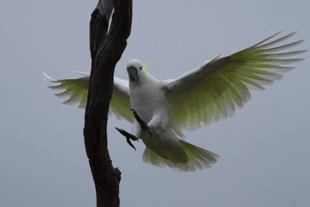 istock Sulphur Crested Cockatoo 1320578254