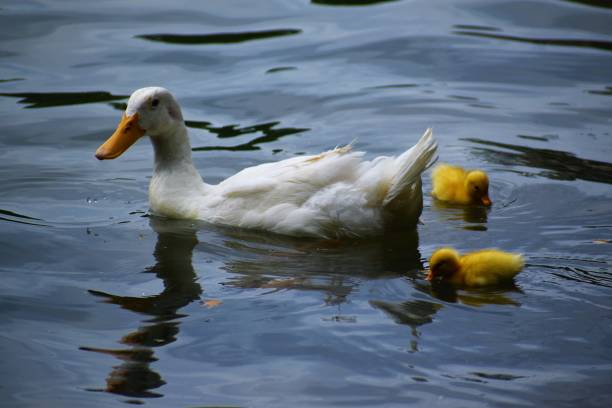 istock Family of Ducks 1320579349