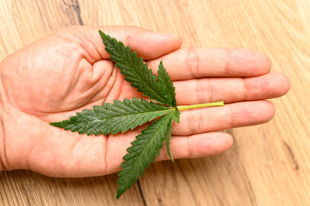 istock Close-up of marijuana cannabis leaf on wood background 1320580174