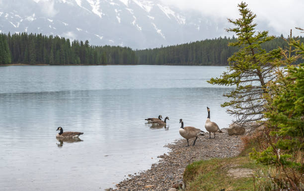 istock Canada Geese at Two Jack Lake 1320580878