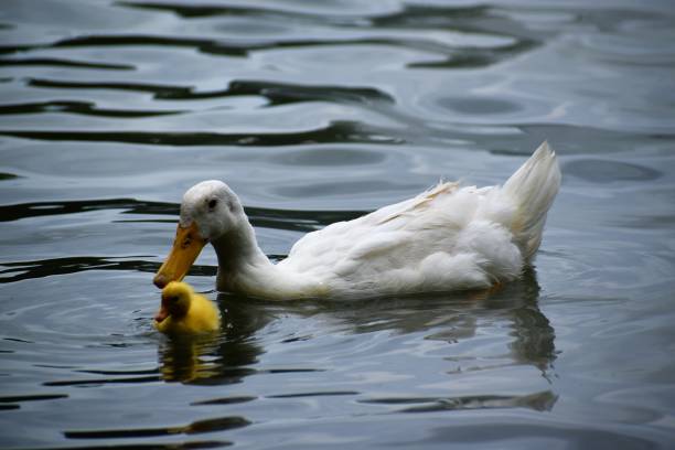 istock Family of Ducks 1320582371
