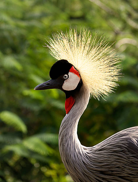 istock East African Crane 132058290