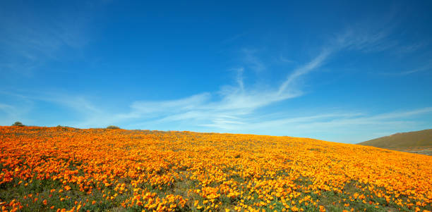 Desert hill blanketed with California Golden Poppies under blue cirrus sky in the high desert of southern California USA Desert hill blanketed with California Golden Poppies under blue cirrus sky in the high desert of southern California USA antelope valley poppy reserve stock pictures, royalty-free photos & images