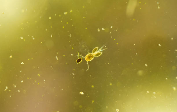 a copepod zooplankton cyclops observation under microscop - microscop imagens e fotografias de stock