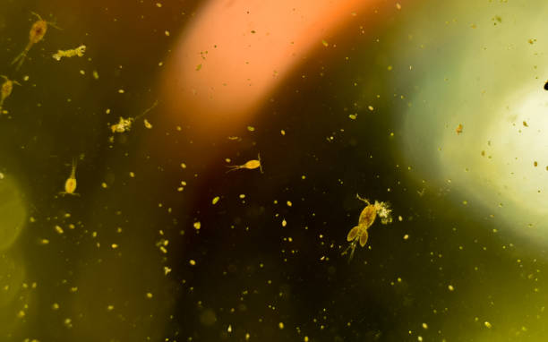 a copepod zooplankton cyclops observation under microscop - microscop imagens e fotografias de stock