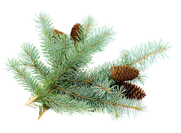 istock blue fir twigs with cones 132058456