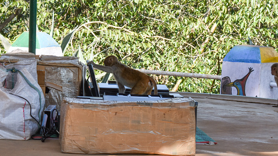 A rhesus macaque (Macaca mulatta) trying to operate laptop kept in the front of a shop