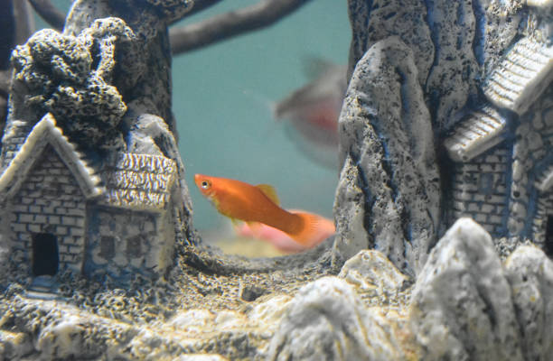istock Ornamental fish Swordtail (Xiphophorus hellerii) inside the aquarium tank 1320585056