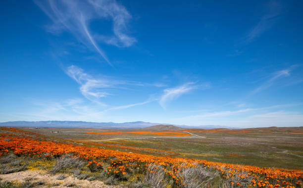 desert field of california golden poppies pod błękitnym niebem cirrus na wysokiej pustyni południowej kalifornii usa - poppy field flower california golden poppy zdjęcia i obrazy z banku zdjęć