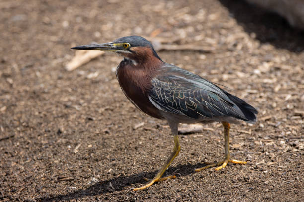 istock Green Heron on Caribbean Island 1320587611