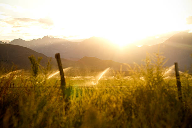 Backlit Sprinklers at Sunset stock photo