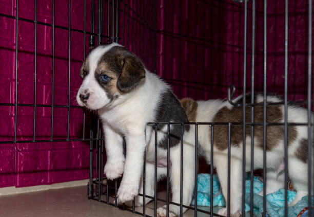 istock A cute 3 week old Beagle puppy behind a fence playing with a mans hand 1320591284