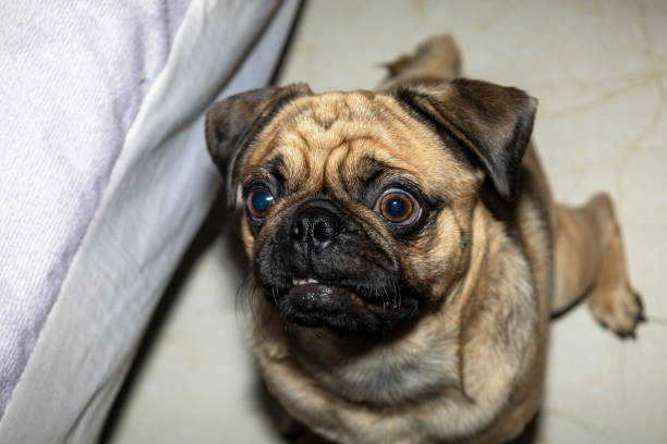 istock A very cute pug looks at the camera in confusion 1320591288