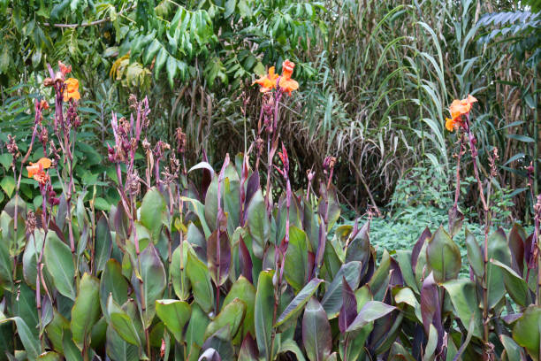 istock garden bed with orange flower heads 1320591329