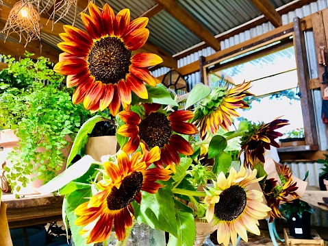 Horizontal closeup photo of vibrant Sunflowers in a Florist store ready for sale