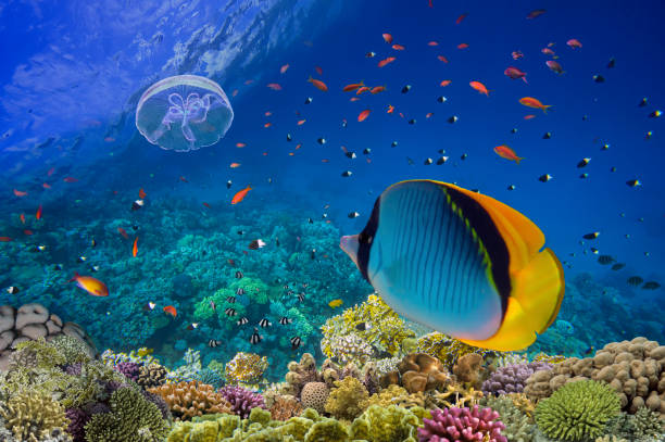 istock Underwater scene. Coral reef, fish groups in clear ocean water 1320595634