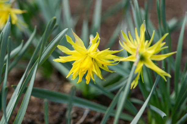 istock Daffodil (Narcissus) variety Rip Van Winkle blooms in a garden. 1320597542