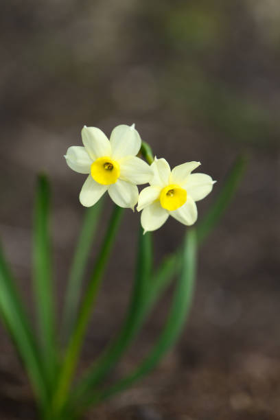 istock Daffodil (Narcissus) variety Minnow blooms in a garden. 1320597564