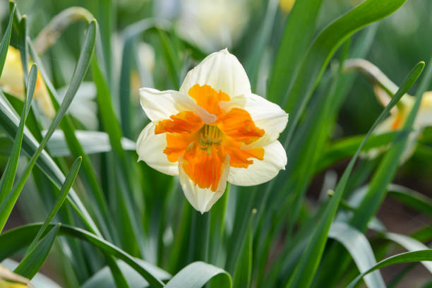 istock Daffodil (Narcissus) variety Orangery blooms in a garden. 1320597568