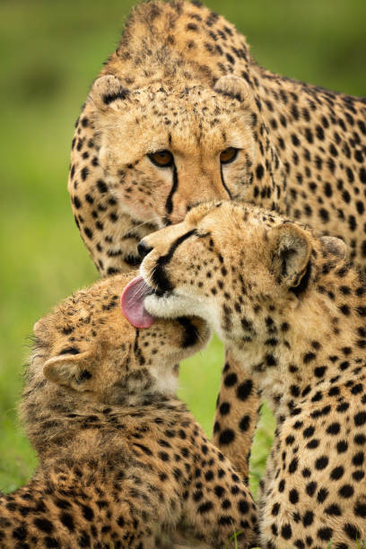 istock Close-up of three cheetahs cleaning each other 1320597686