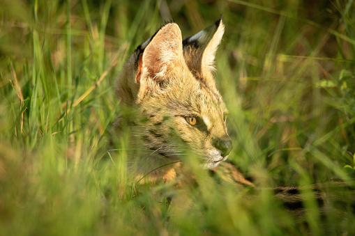 Primer plano de la cabeza serval en hierba alta photo