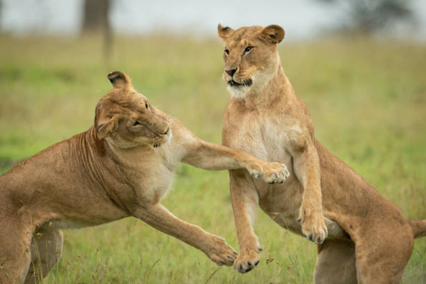 istock Close-up of two lionesses on hind legs 1320597701
