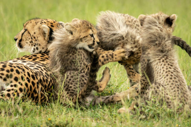 istock Close-up of three cubs playing by cheetah 1320598129