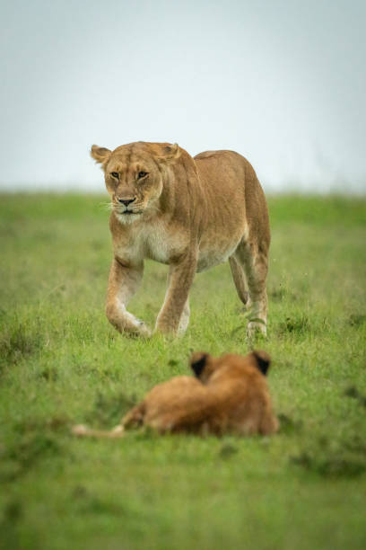 istock Cub lies watching lioness crossing grass 1320598217
