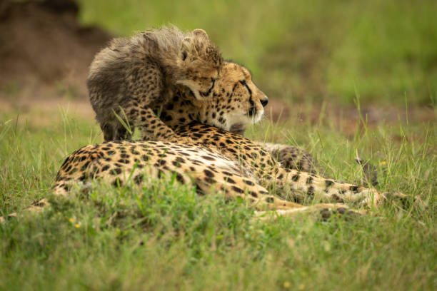 istock Cub climbs on cheetah lying on grass 1320598226