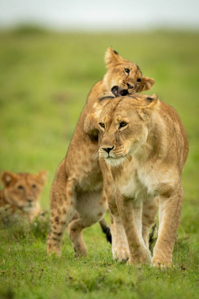 istock Cub stands on hind legs biting lioness 1320598231