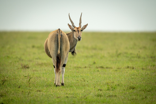 Common eland stands in grass turning round