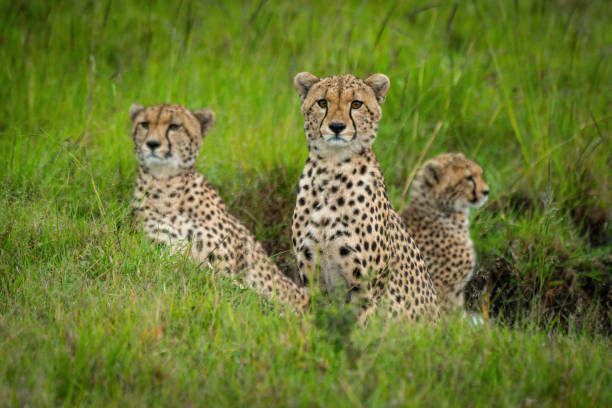 istock Coalition of cheetah sits in grassy gully 1320598251