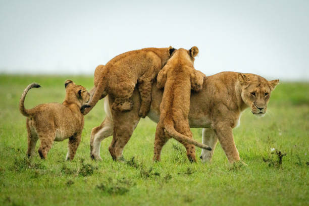 istock Cubs jump on lioness walking across grassland 1320598259