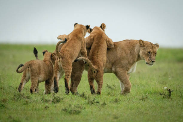 istock Cubs play fight with lioness crossing grass 1320598266