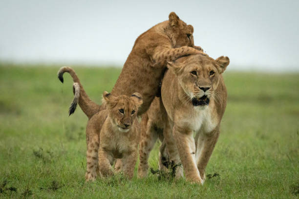 istock Cubs attack lioness walking in grassy plain 1320598284