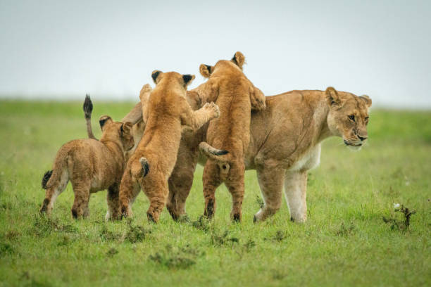 istock Cubs jump on lioness walking across grass 1320598310
